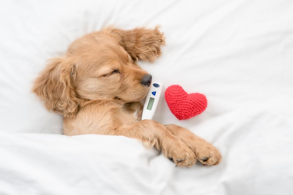 Что такое инфаркт у собак? Что такое инфаркт у собак?