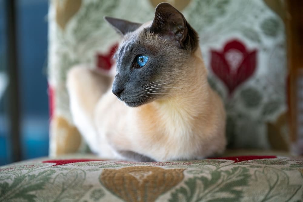 Владельцу надо знать, сколько живут ориентальные кошки