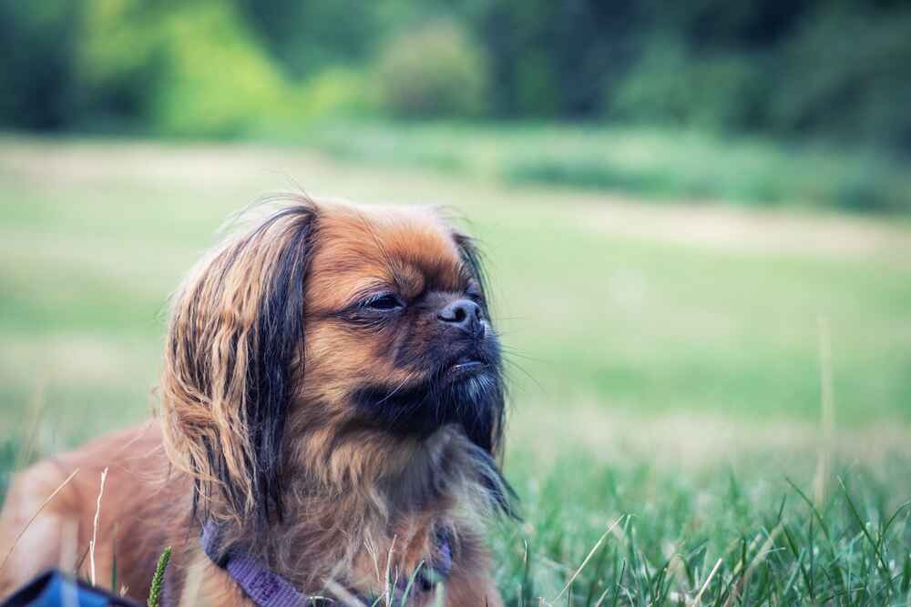 Тибетский спаниель с документами может принимать участие в выставках