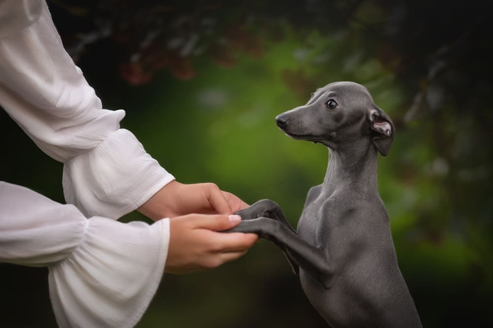 Владельцу важно знать, сколько весит левретка
