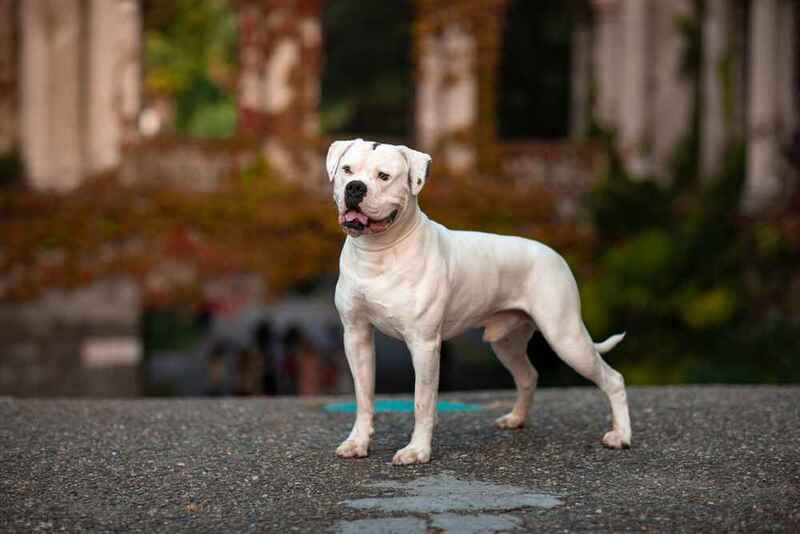 Вес американского бульдога прекращает расти в 3 года