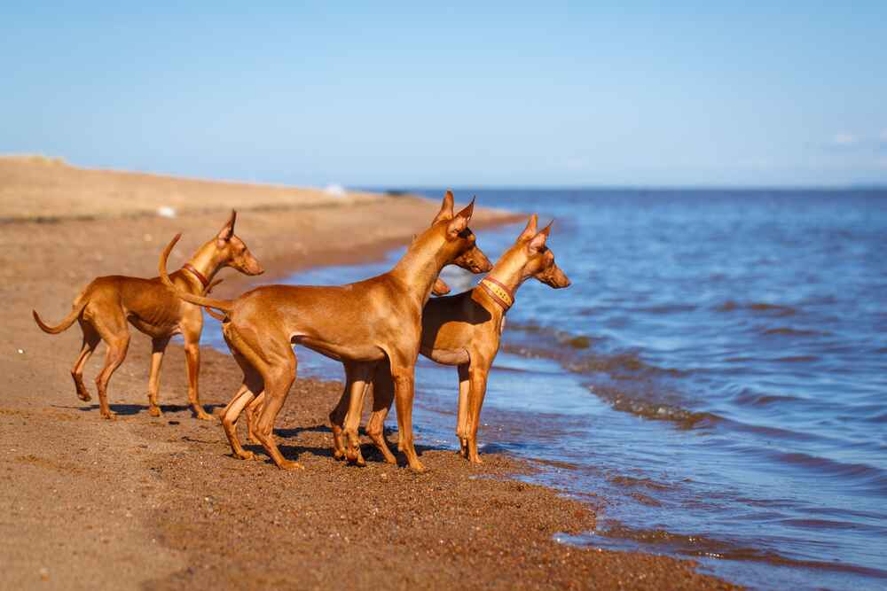 Три Чирнеко дель Этна у воды