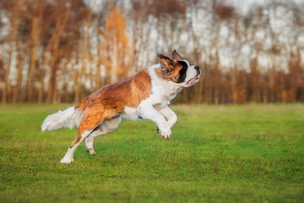 Пол не влияет на то, сколько живут сенбернары