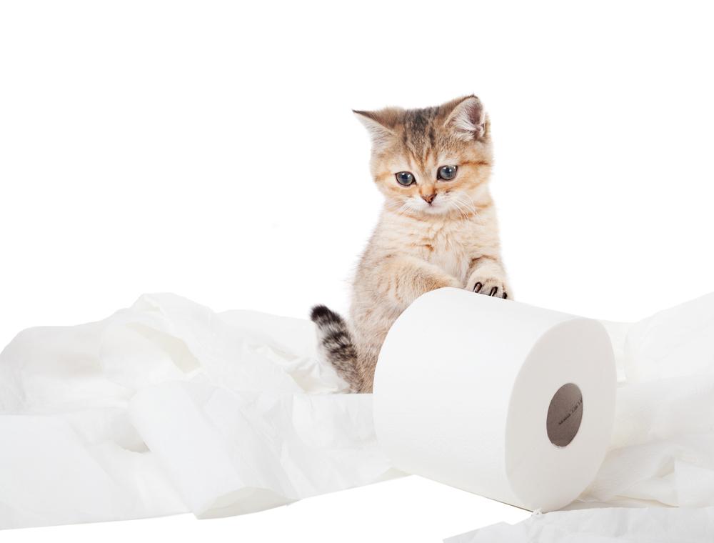 Что делать, если у кота черный стул Что делать, если у кота черный стул