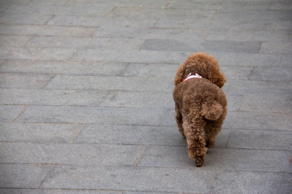 Как выбрать коричневого пуделя