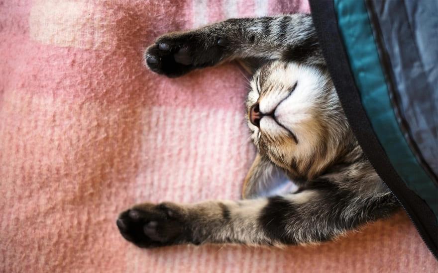 Можно ли точно сказать, почему кошки спять в ногах