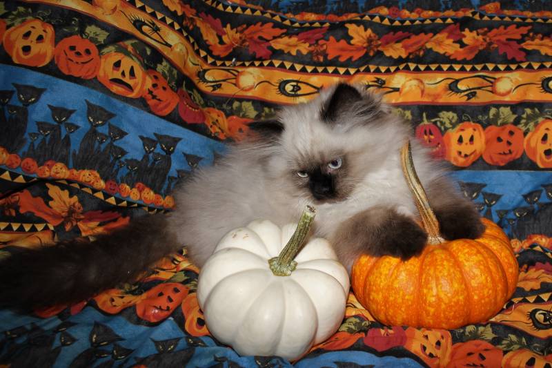 Самые милые породы кошек: гималайская кошка Самые милые породы кошек: гималайская кошка