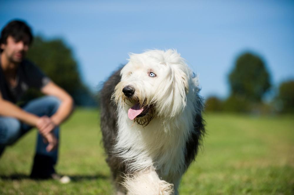 крупные английские породы собак: бобтейл.jpg крупные английские породы собак: бобтейл.jpg