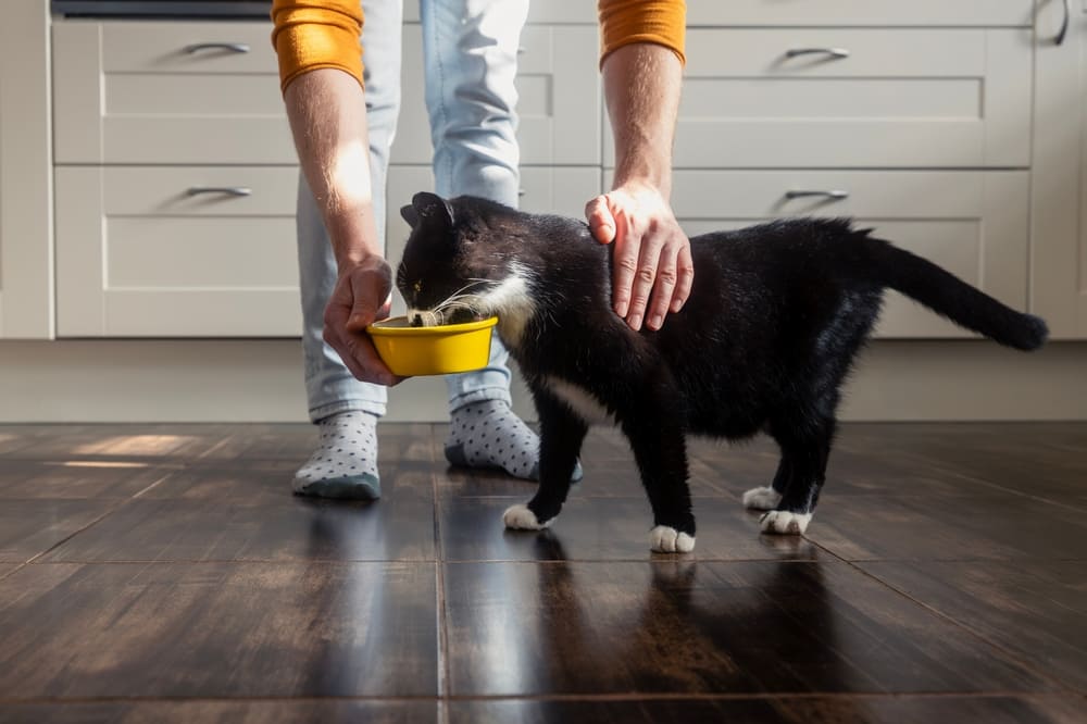 Кошкам можно давать кефир без добавок