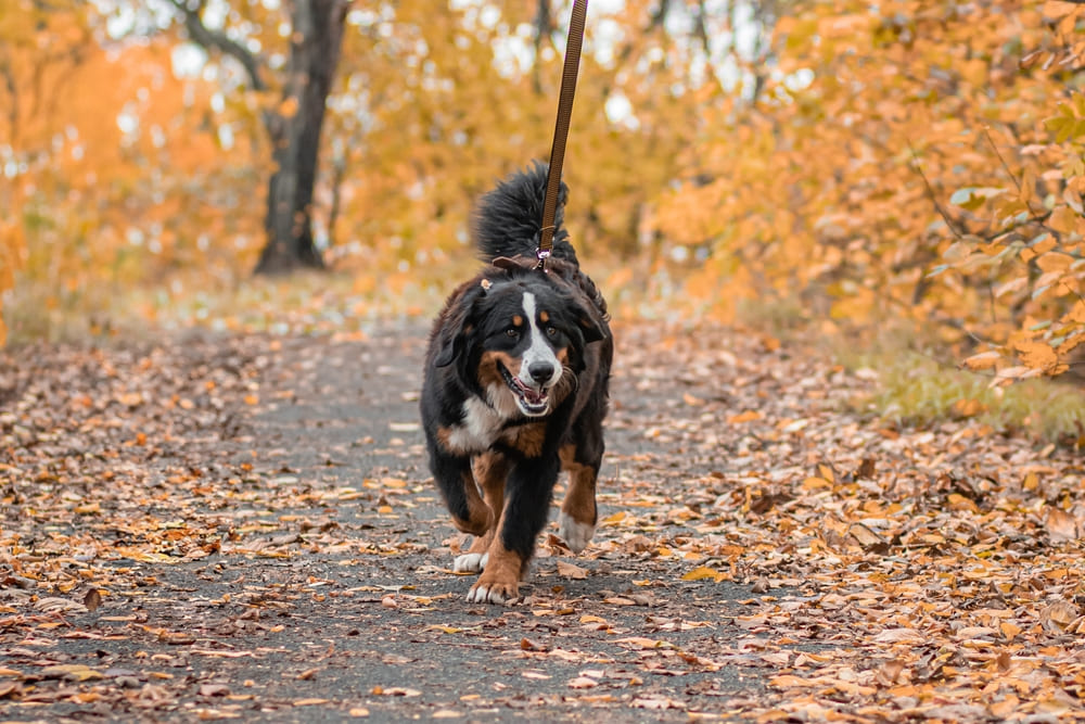 Кастрация может влиять на то, сколько проживет бернский зенненхунд