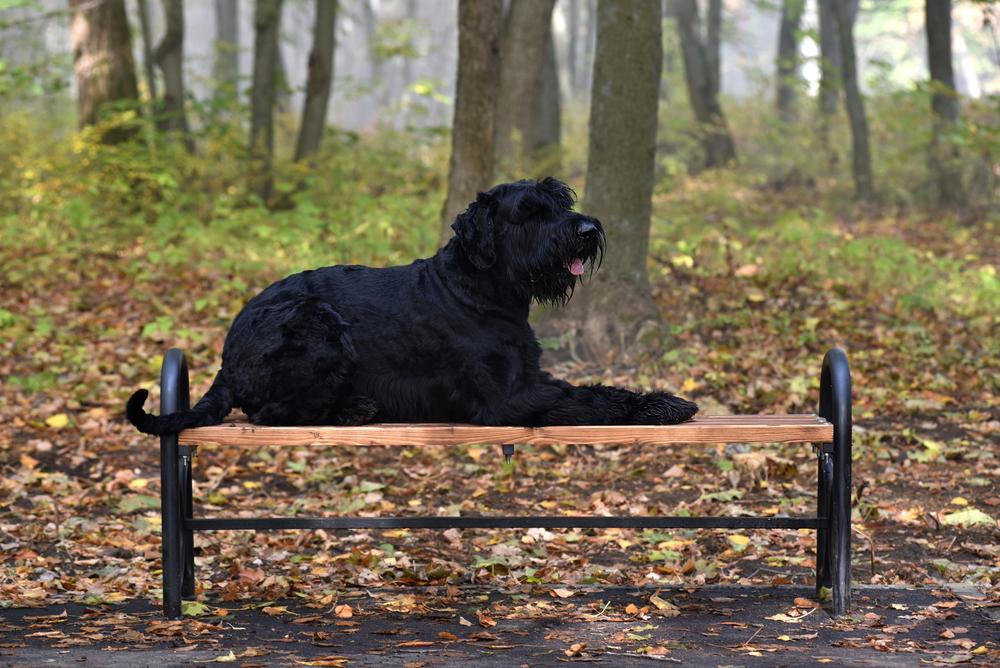 пастушьи немецкие собаки: ризеншнауцер.jpg