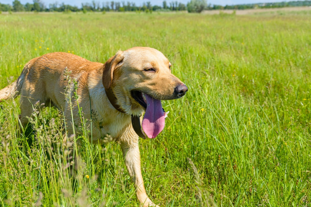 Если у лабрадора появляется болезнь сердца, он будет менее активен