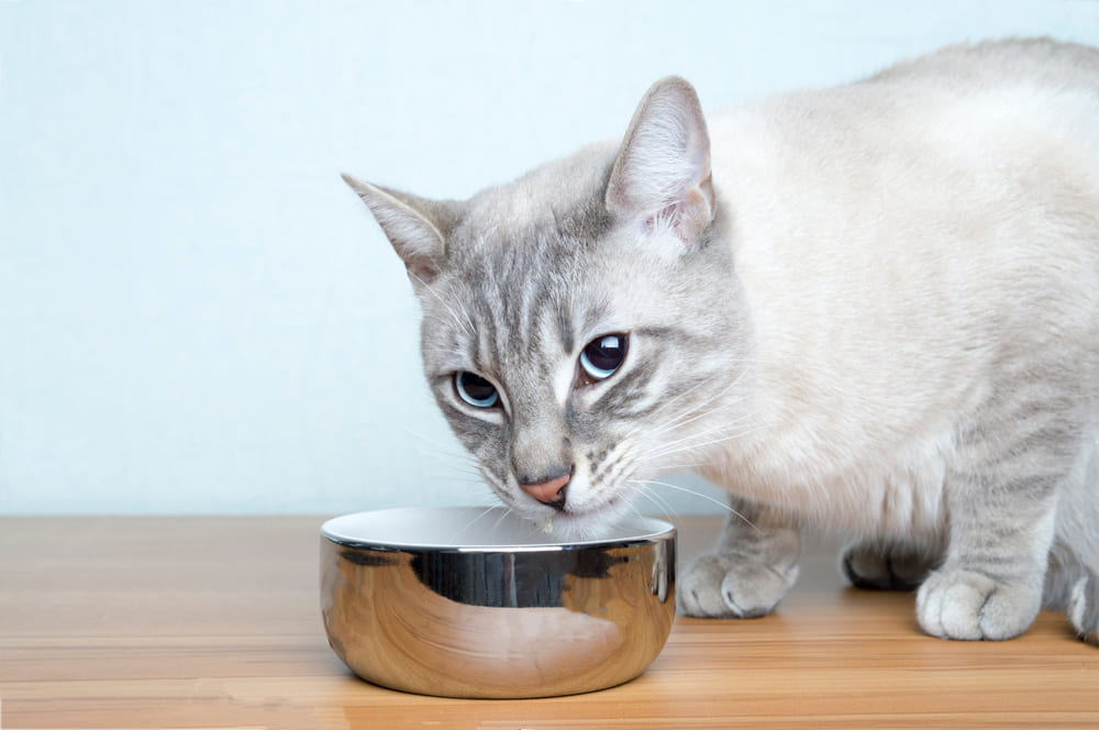 Кошке можно мороженое с безопасным для нее составом