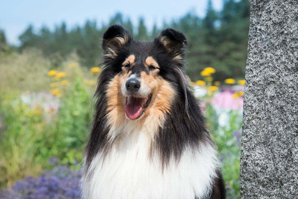 Шотландские породы собак: колли Шотландские породы собак: колли