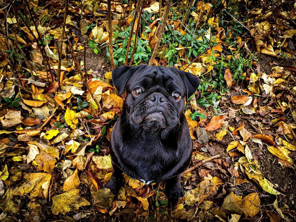 Голова черного мопса