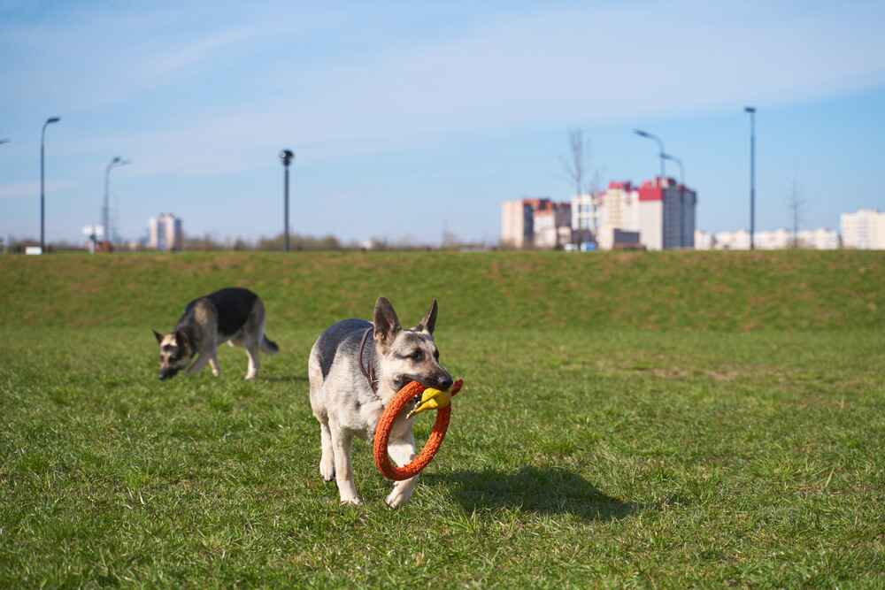 Владельцу важно знать, сколько этапов взросления проживает восточноевропейская овчарка