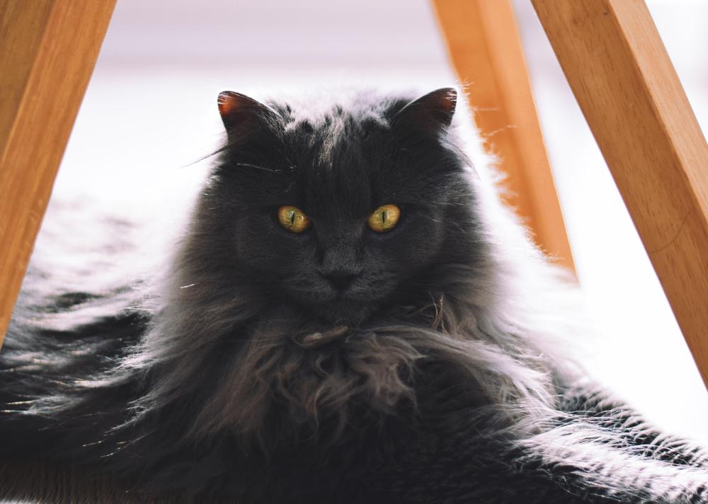 Характер Шантильи-тиффани