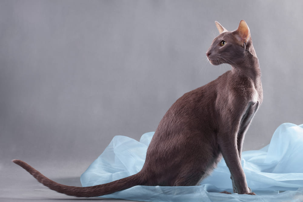 Владельцу важно знать, сколько живут ориентальные кошки