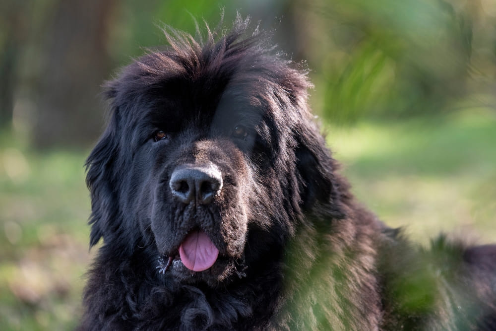 Владельцу важно знать, сколько живут ньюфаундленды