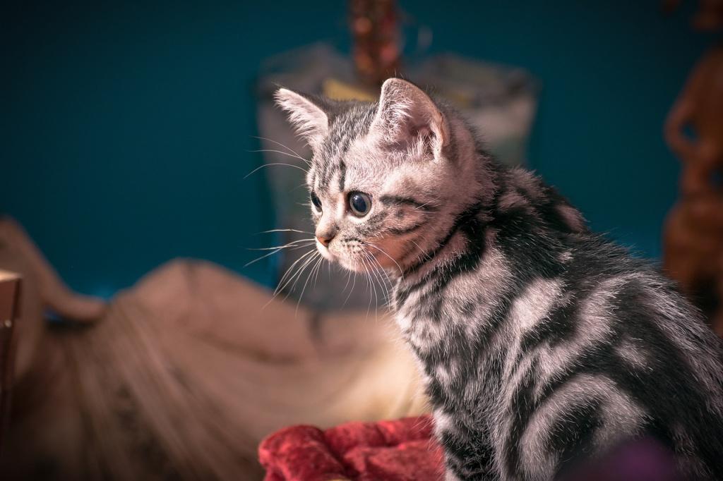 Какое имя дать пятнистой кошке Какое имя дать пятнистой кошке
