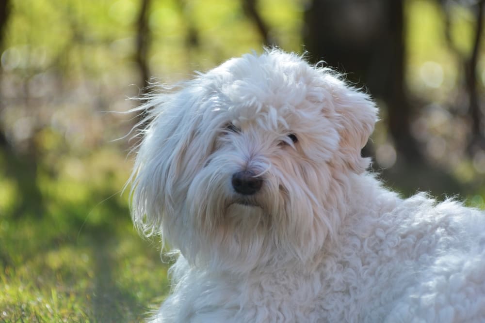 Котон-де-тулеар требует определенных расходов на содержание