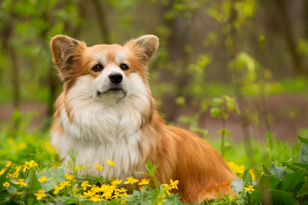 Рацион влияет на то, сколько живут корги
