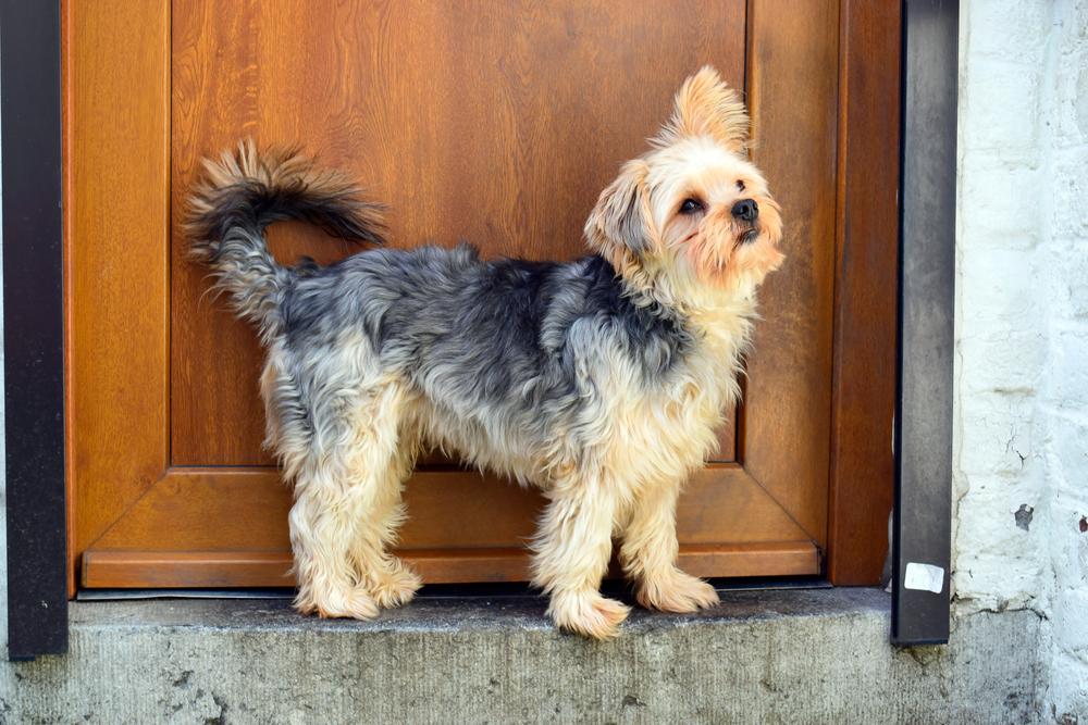 Уход за чорки