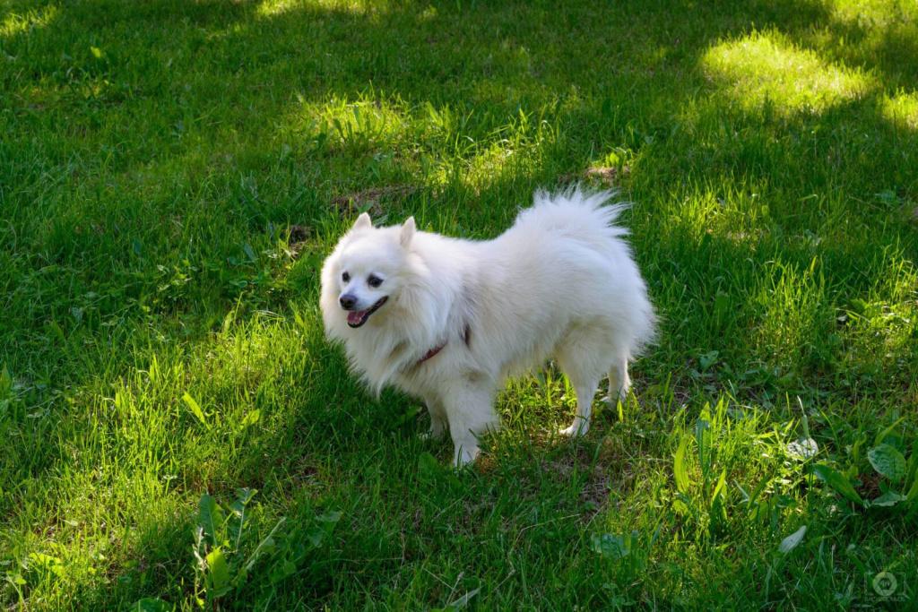 Все виды шпицев: вольпино итальяно Все виды шпицев: вольпино итальяно