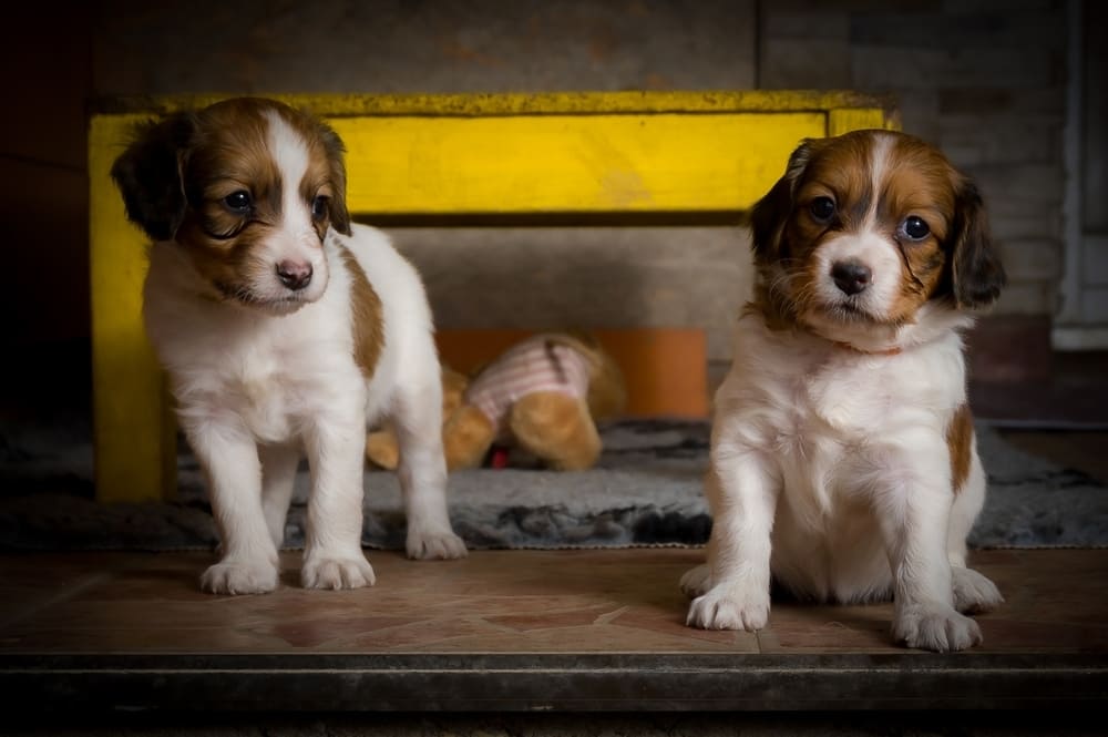 Два щенка коикерхондье
