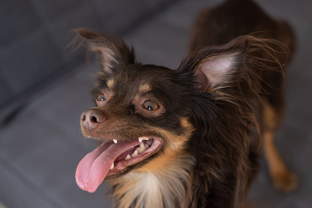 Во время течки у той-терьера может подниматься температура