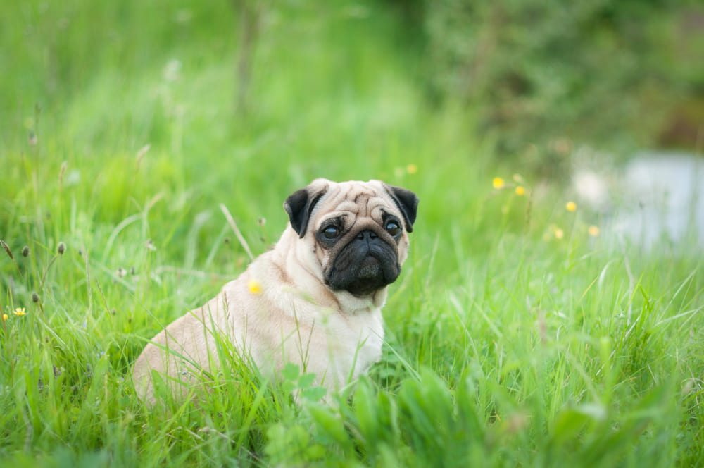 Важно следить, сколько весит мопс по мере взросления