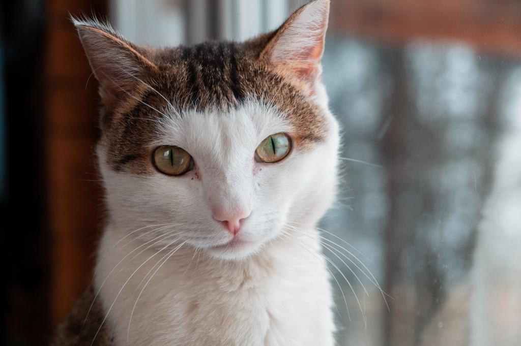 Причины развития анемии у кошек