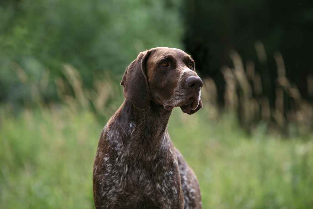 Пол напрямую не влияет на то, сколько проживет курцхаар