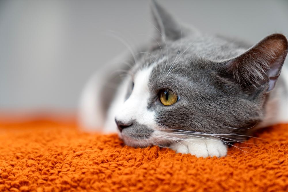 Возможные заболевания беспородной кошки