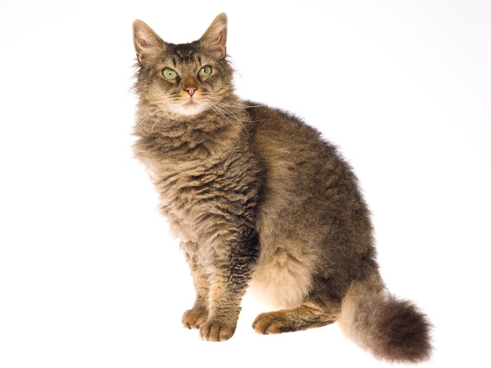 Как выглядит кошка лаперм