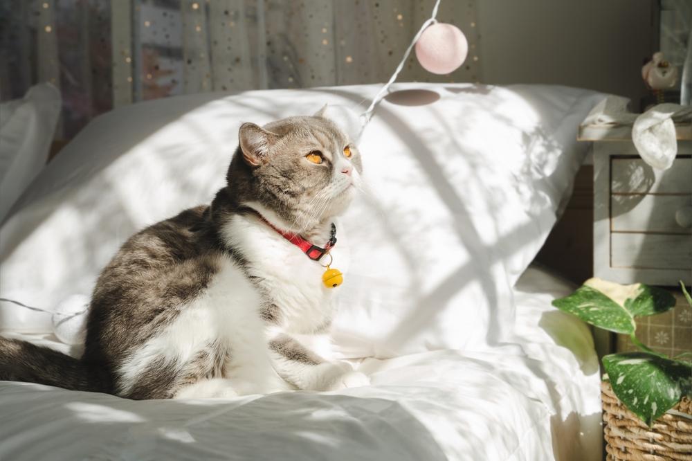 Породы кошек с плюшевой шерстью: шотландская прямоухая