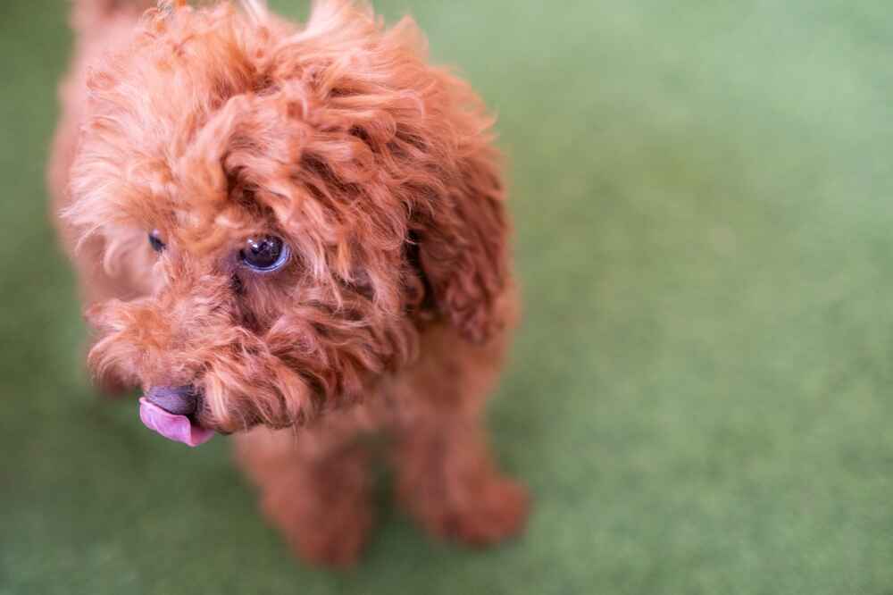 Два миниатюрных пуделя