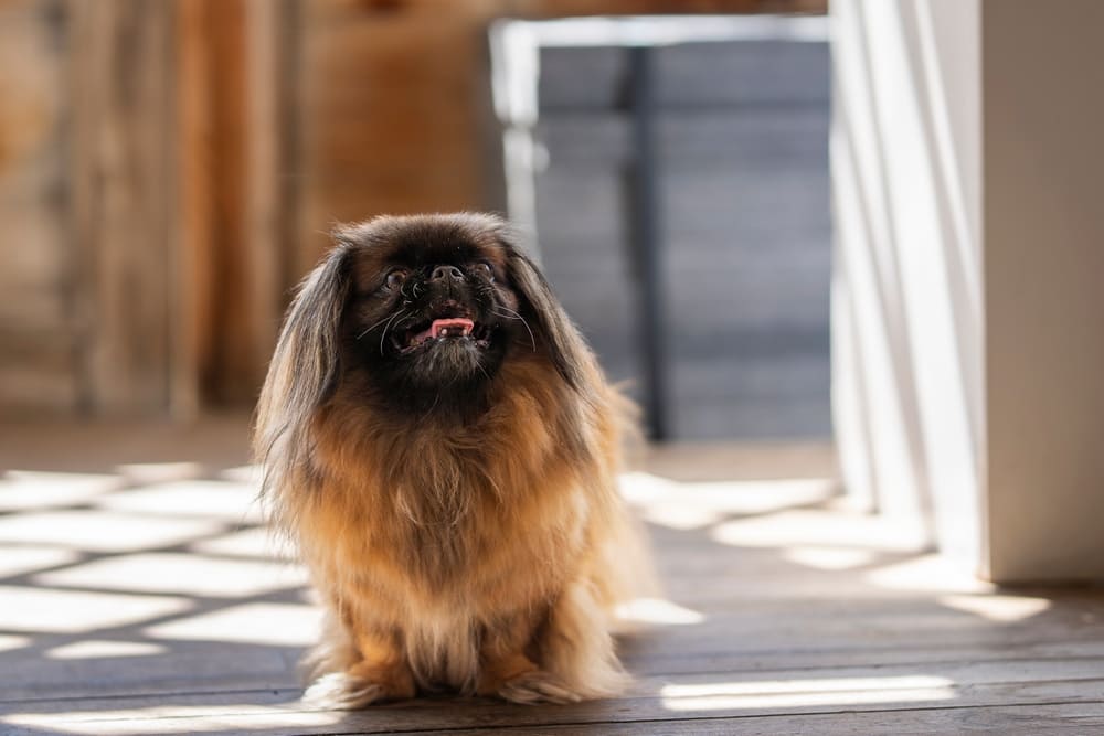 Собаки пекинесы имеют склонность к болезням зубов