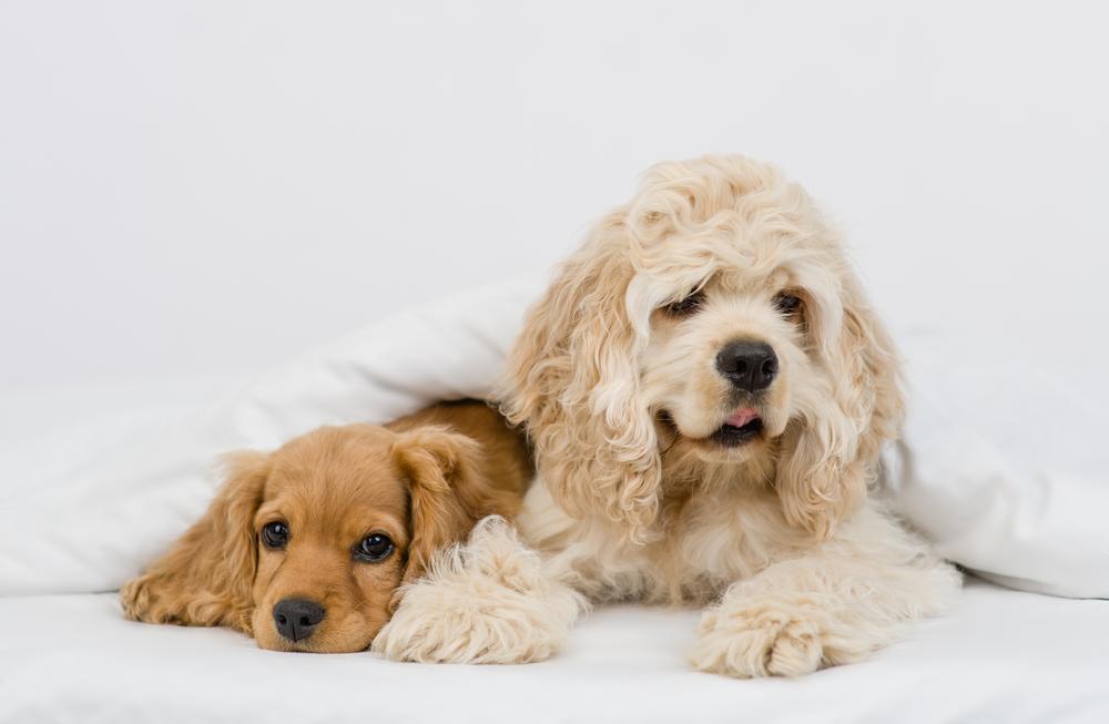 репродуктивное здоровье кокер-спаниеля