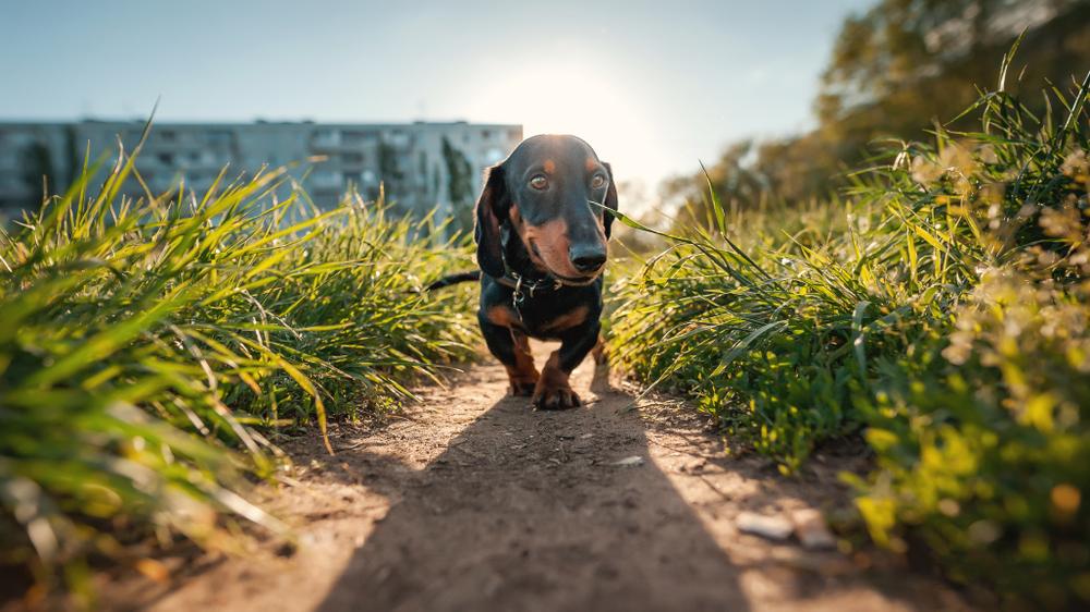 самые преданные породы собак: такса.jpg самые преданные породы собак: такса.jpg