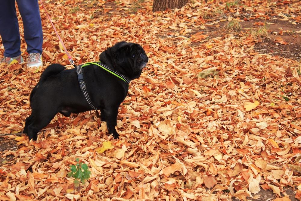 Черный мопс на прогулке осенью