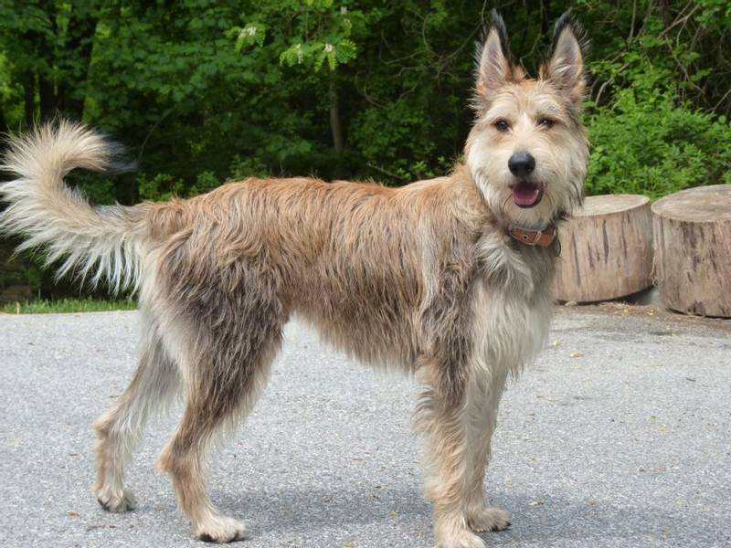 Большие серые собаки: пикардийская овчарка Большие серые собаки: пикардийская овчарка
