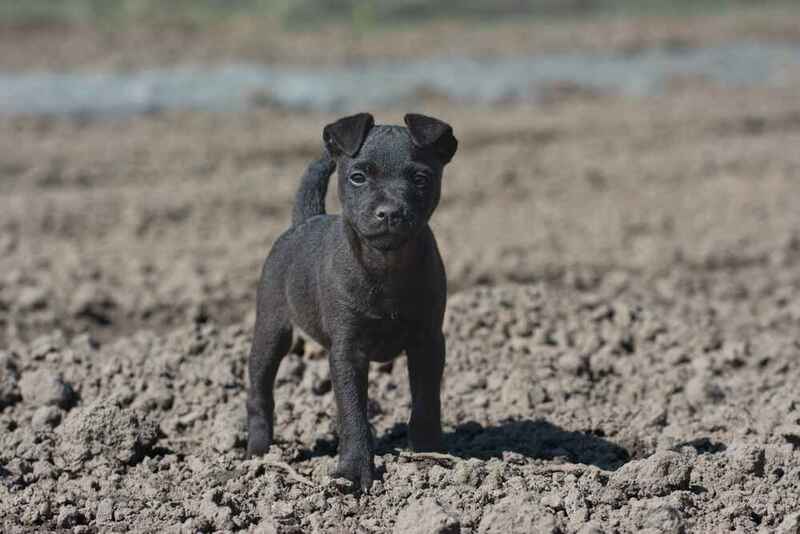 Собака породы паттердейл-терьер