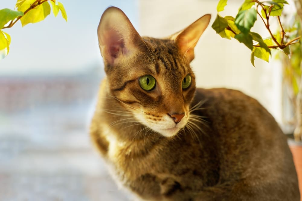 Болезни ориентальных кошек можно профилактировать