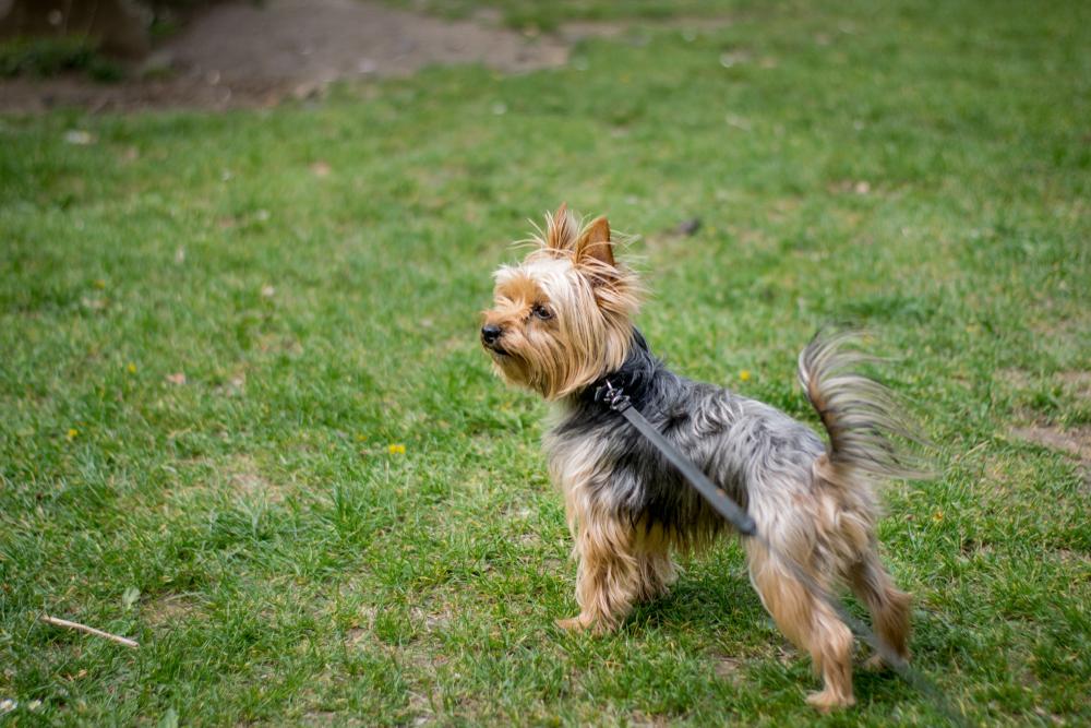 По какой причине появляется аллергия на йоркширских терьеров?