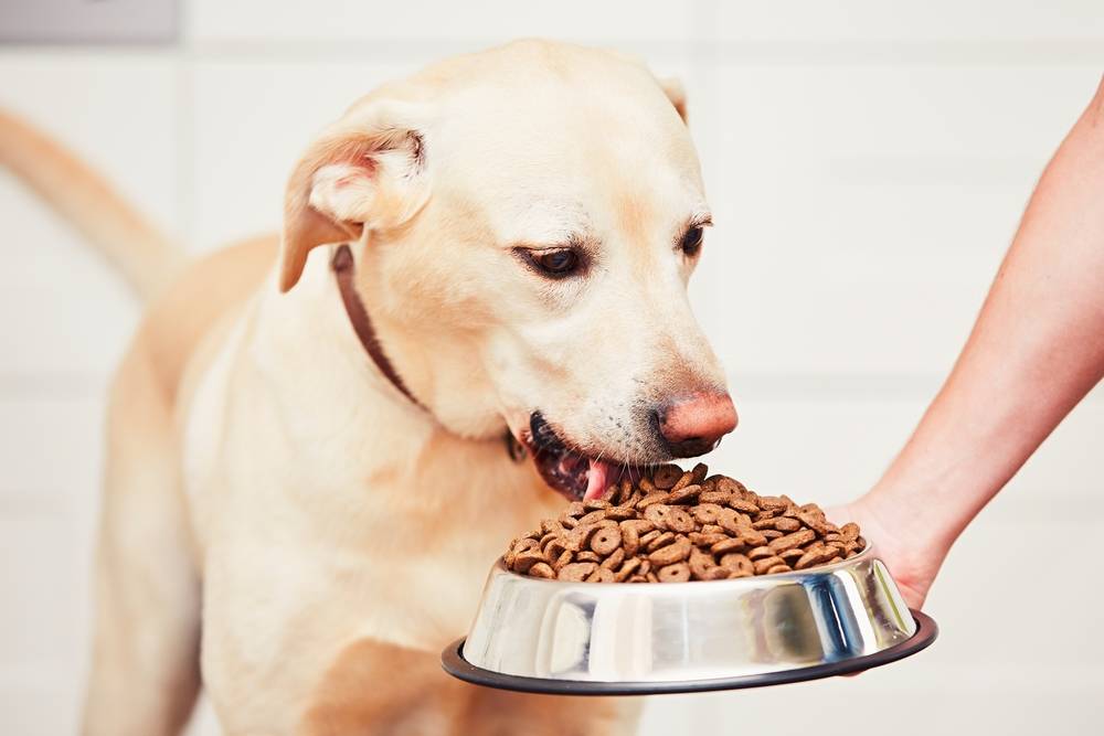 Собака не ест сухой корм, потому что он может быть испорчен