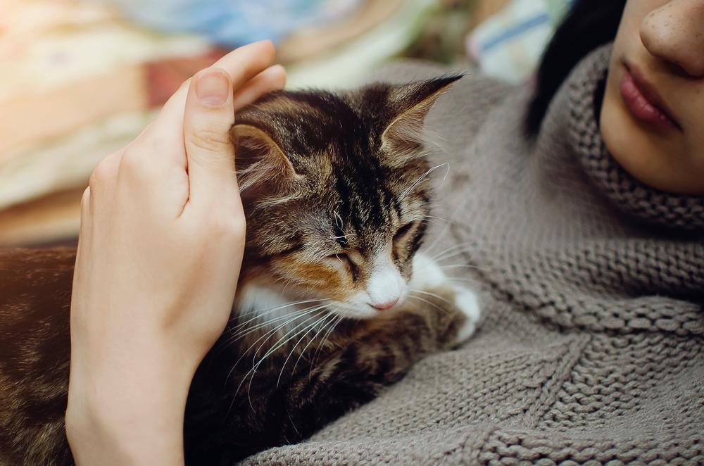 Почему взрослая кошка ходит за хозяином по пятам Почему взрослая кошка ходит за хозяином по пятам