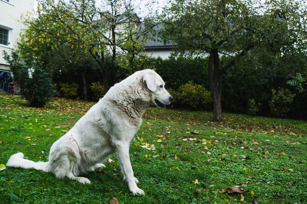 Как происходит разведение словацких чувачей?