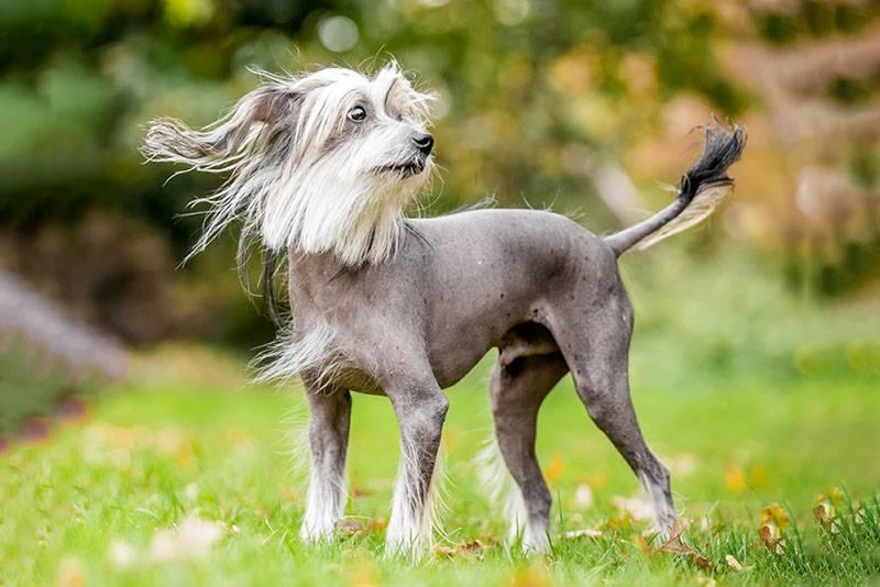 Маленькие серые собаки: китайская хохлатая Маленькие серые собаки: китайская хохлатая