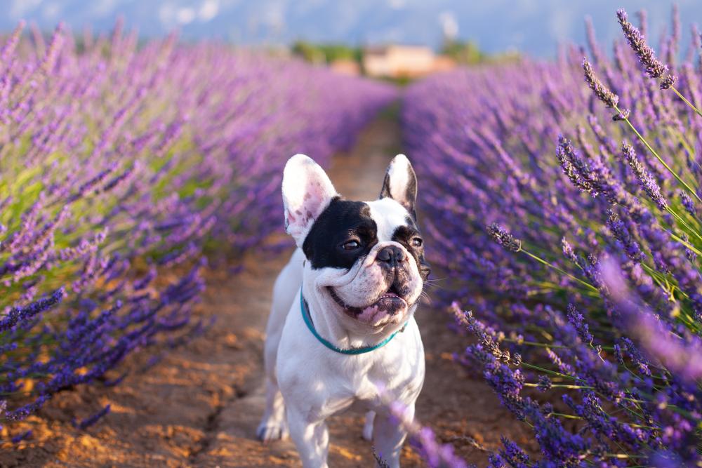 французские породы собак французские породы собак
